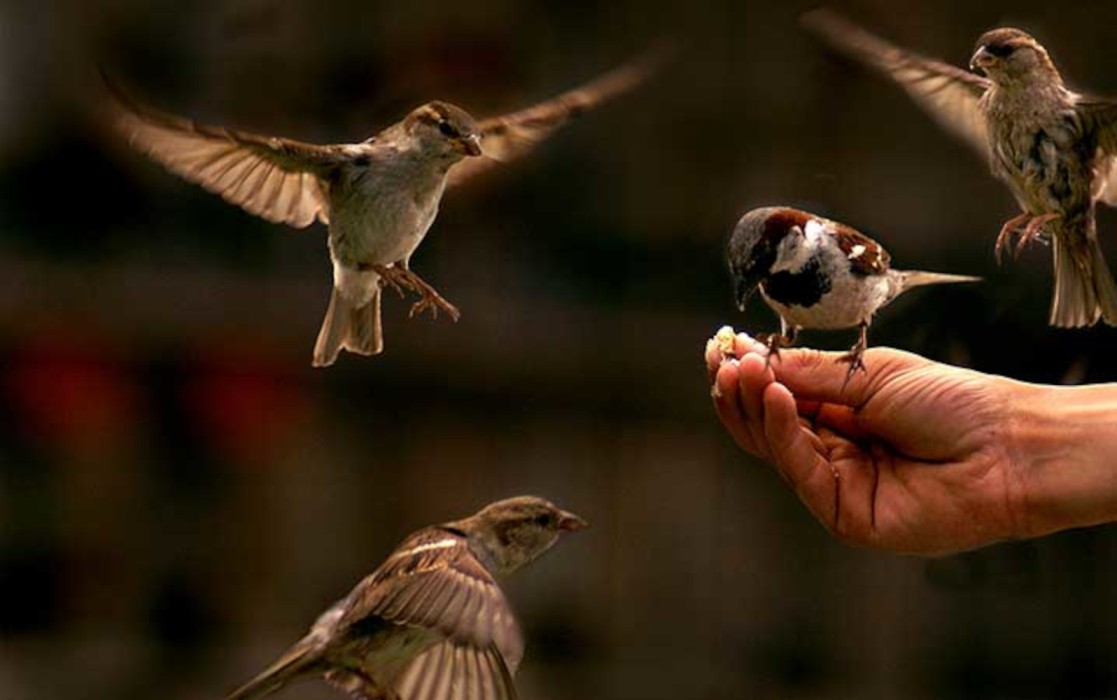 Feeding-the-birds-rizq